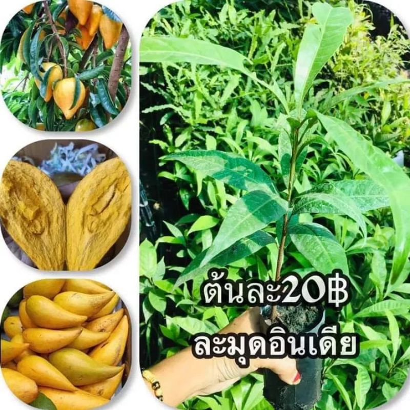 เซียนท้อ ม่อนไข่ ละมุดอินเดีย1ต้นสูงประมาณ30ซม. หวาน หอม มันเหนี่ยวหนึบอร่อยมาก