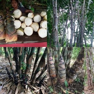 ไผ่ยักษ์พม่า ไผ่มันหมู เป๊าะสาลาวิน เป๊าะยักษ์  Dendrocalamus copelandii   ต้นกล้าสวย รากเยอะ พร้อมปลูก