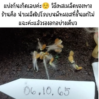 15 เมล็ด มะเขือเทศยักษ์ สายพันธุ์ญี่ปุ่น บิ๊กบีฟ big beef tomatoe
