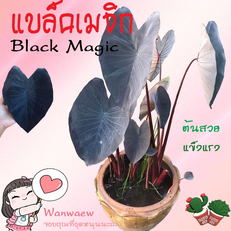 📣📣 Colocasia Black Magic หรือ บอนดำ แบล็คเมจิก  บอนขนาดใหญ่ โตไว ต้นใหญ่ แข็งแรง