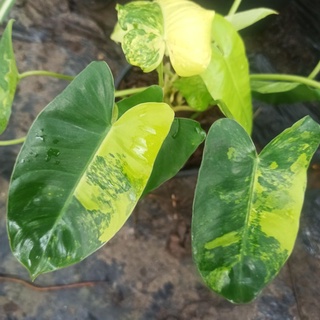 ฟิโลเบอร์เบิ้ลมาร์ค ด่างเหลือง Philodendron burle marxii var. ส่งทั้งกระถาง 5.5"