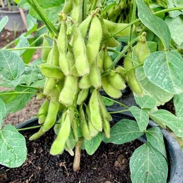 150 เม็ด/ซอง เมล็ดพันธุ์ถั่วแระญี่ปุ่น กลิ่นหอมใบเตย