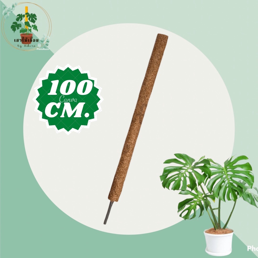 เสาใยมะพร้าว ขนาด 100 CM. หลักไม้เลื้อย เสาค้ำต้นไม้ ราคา ถูกที่สุด ดีลบีเคเค แกลเลอรีภาพที่ 4