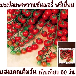 เมล็ดพันธุ์มะเขือเทศหวาน ซันเชอรี่พรีเมียม Sun CherryPremiume Extra Sweet