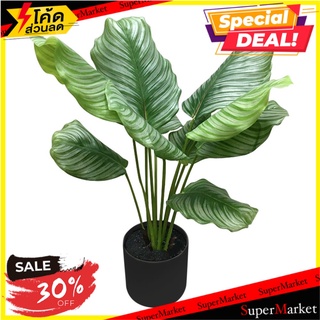 ต้นคล้านกยูงประดิษฐ์ LALA HOME 74 ซม. ต้นไม้ประดิษฐ์ ARTIFICIAL CALATHEA ROSEEOPICTA LALA HOME CH06417560 74CM อุปกรณ์ตก