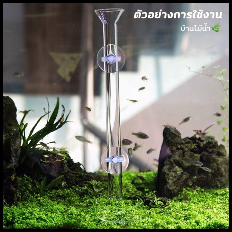 ท่อให้อาหารกุ้ง หลอดให้อาหารกุ้ง จานอาหารกุ้ง จานกุ้ง Shrimp Feeding Food Tube Suction Cup | บ้านไม้น้ำ🌿 - รูปที่ 4