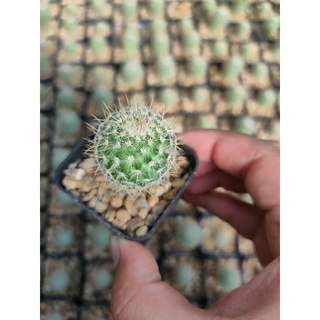 แมม โคลัมเบียน่า  Mammillaria columbiana 🇨🇴🌵🇨🇴🪴🇨🇴🌵🇨🇴