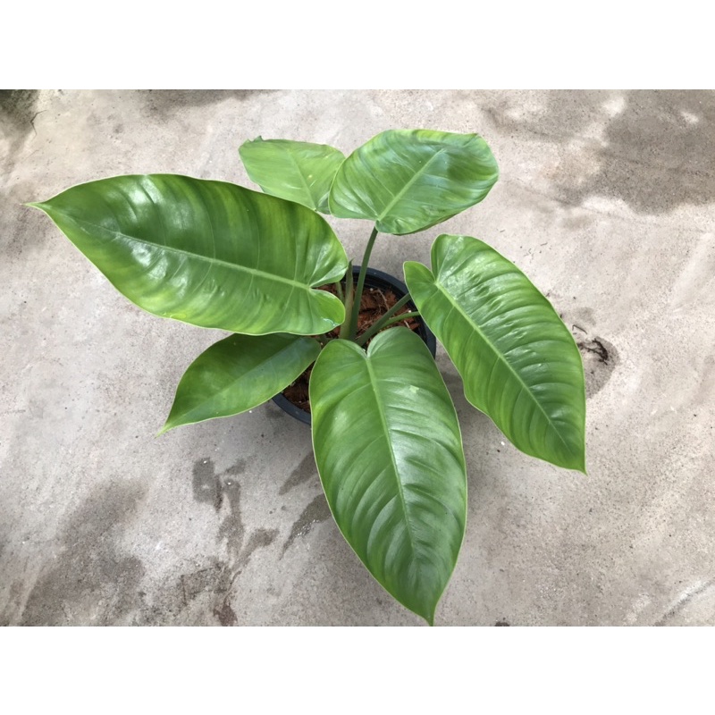 philodendron jose buono x philodendron tenue. ✴️✴️