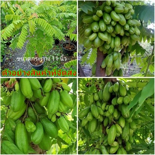 (ขาย ต้นพันธุ์) ต้น ต้นตะลิงปลิง ตะลิงปลิง fadel