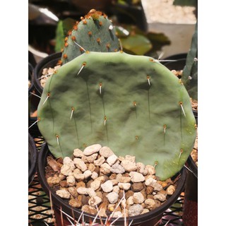 Opuntia Robusta Giant แพดขนาด7นิ้ว ชำมีราก