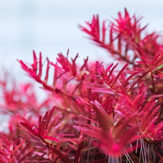 ต้นไม้น้ำ โรทาร่า ซุปเปอร์ เรด Rotala SP. super red