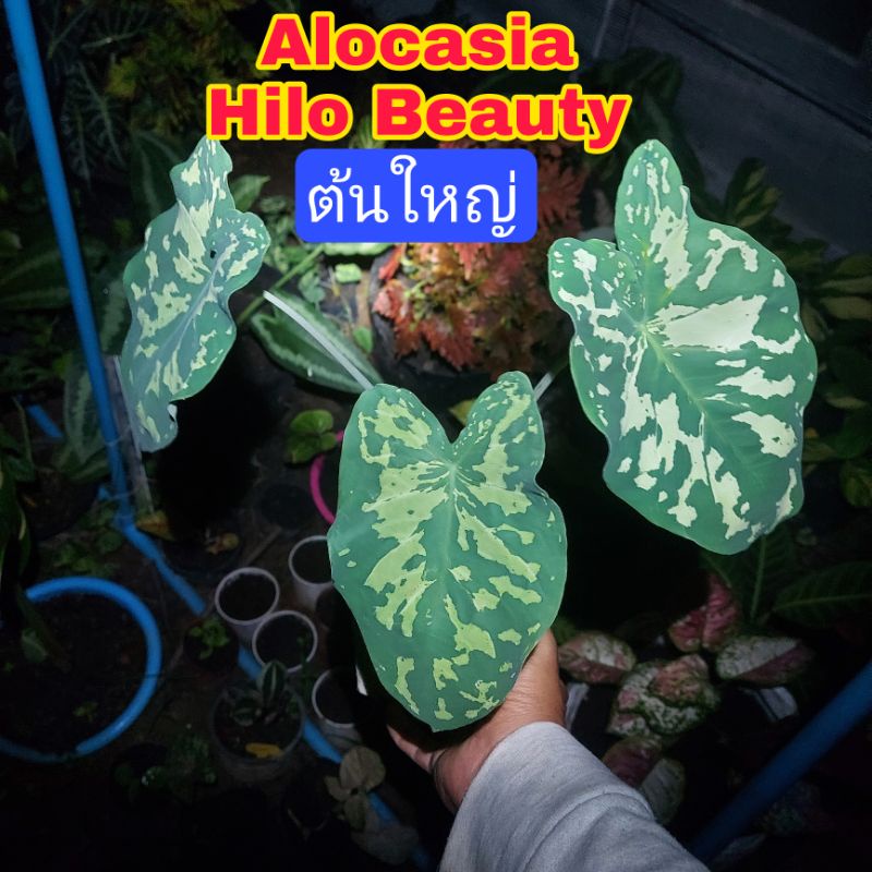 Alocasia Hilo Beauty ต้นใหญ่ บอนเสือพราน