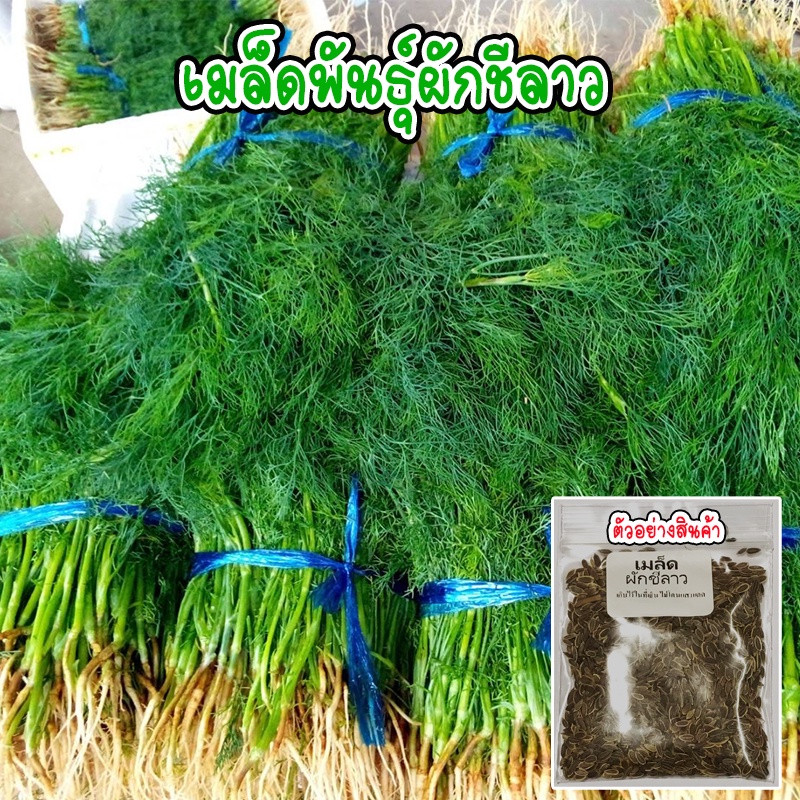 เมล็ดพันธุ์ ผักชีลาว 5-10 กรัม เมล็ดพันธุ์พื้นบ้าน ปลูกง่ายโ ตไว[ 10 เเถม 1คละได้]