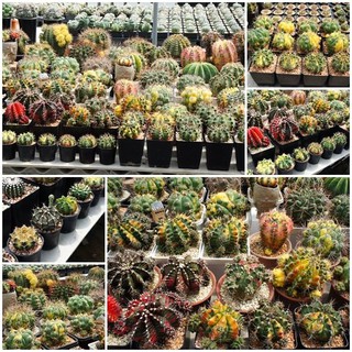 Gymnocalycium Mix Rare (10 เมล็ด)