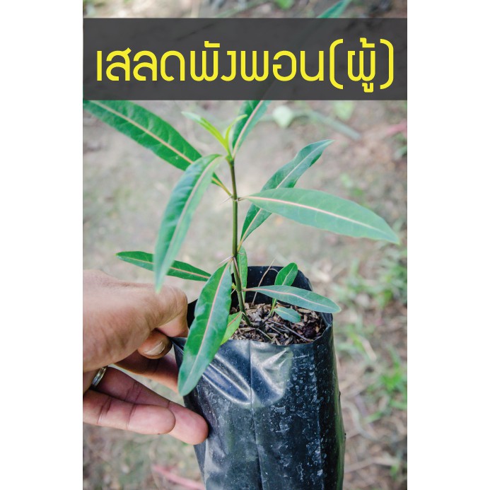 เสลดพังพอน ตัวผู้ ดอกเหลือง มีหนาม ต้นสวย ขนส่งไม่ช้ำ