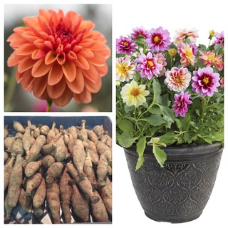 รักเร่ Dahlia สายพันธุ์ Ferncliff Copper นำเข้าจากเนเธอร์แลน หัวสดใหม่ 1 หัว/ออเดอร์