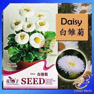 A228 DAISY FLOWER GODDESS VEGETABLE FLOWER FRUIT HERB SEED BIJI BENIH玫瑰/苹果/文胸/芹菜/鲜花/头饰/种子/通心菜/木瓜/园艺/ QFDN