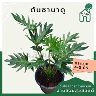 ซานาดู ในกระถางพร้อมตั้ง Philodendron Xanadu