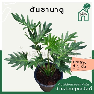 ซานาดู ในกระถางพร้อมตั้ง Philodendron Xanadu