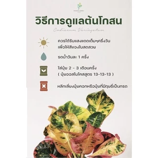 ต้นโกสนพันธุ์ ราศีพิจิก ไซส์ใหญ่ กระถาง 8" สูง 30-40 เซนติเมตร ซื้อ 10 แถม 1 (จัดส่งแบบถอดกระถาง+รับประกันสินค้า)
