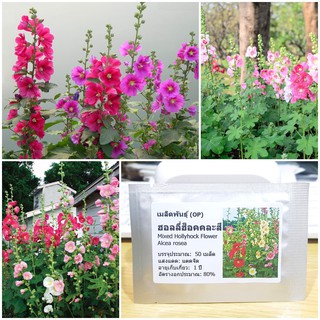 เมล็ดพันธุ์ ดอกฮอลลี่ฮ็อคคละสี (Mixed Hollyhock Flower Seed) บรรจุ 50 เมล็ด คุณภาพดี ราคาถูก ของแท้ 100%