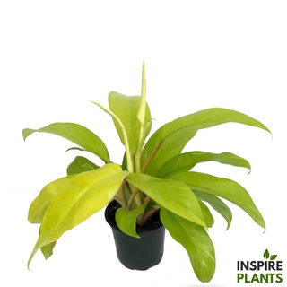 INSPIRE PLANTS (NN) , ต้นฟิโลทอง ฟิโลเดนดรอนสีทอง philodendron lime lemon ใบสวยมาก เป็นไม้เลื้อย ใบอ่อนสีเขียวอมเหลือง