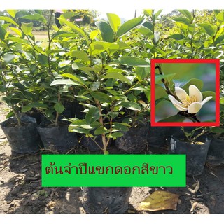 ต้นจำปีแขกสีขาว พร้อมปลูก