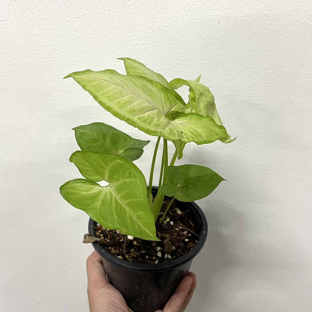 มุมมอง 3