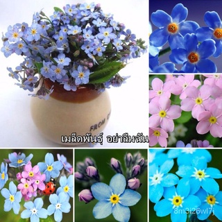 （เมล็ดพันธุ์ ถูก คละ）100pcs เมล็ดพันธุ์ดอกไม้ลืมฉันไม่ได้ Forget me not seeds บอนไซที่สวยงาม flower seeds เมล็ดพันธุ์ดอก