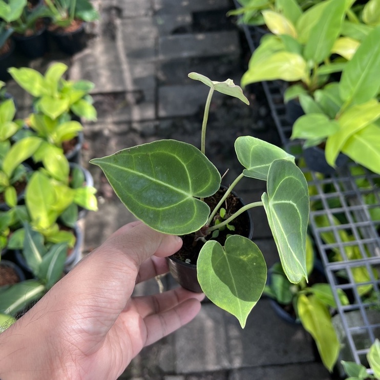 มุมมอง 4