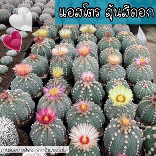 🔰💚 แอสโตรไฟตัม Astrophytum ♥️ ลุ้นสีดอก เหลือง ชมพู แดง ไม้เมล็ดนะคะ พร้อมส่งทั้งกระถางขนาด 1.5.2 cm