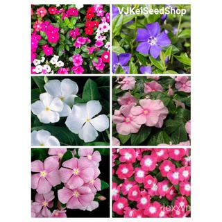 Hanging Vinca Plant Seeds (20pcs) แม่และเด็ก/เด็ก/กางเกง/ดอกไม้/สร้อยข้อมือ/มะละกอ/ผู้ชาย/ผักชี/เมล็ด/แอปเปิ้ล/ QHXO