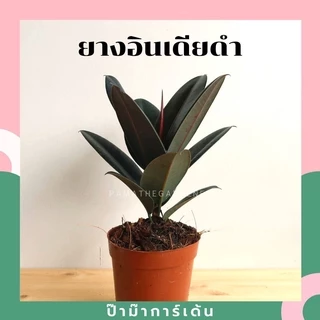 ยางอินเดียดำ ต้นใหญ่ ในกระถางพร้อมตั้ง