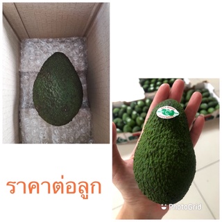 ราคาอะโวคาโด พันธุ์แฮส เบอร์28 ลูกใหญ่ Avocado Hass(ขายเป็นลูก)