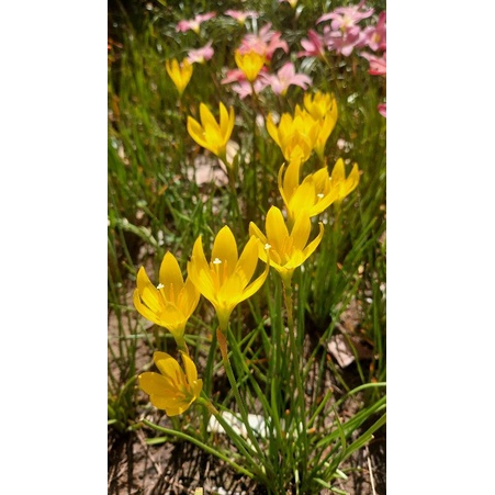 บัวดิน Z.Yolkster (สั่งขั้นต่ำ 50 บาท รวมในร้านได้) - รูปที่ 3