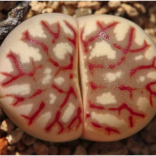 🔥Lithops 🔥เมล็ดไลทอปหายากเมล็ดละ25บาท