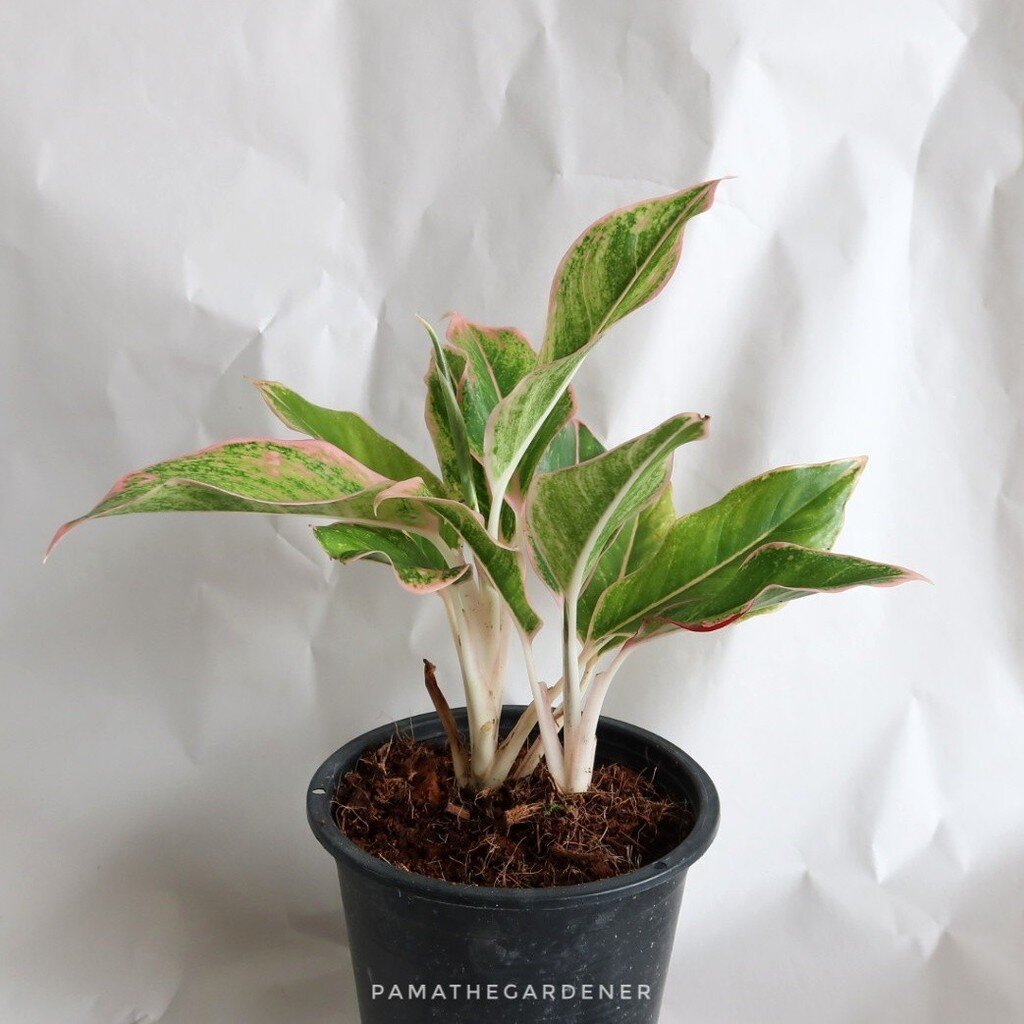 มุมมอง 2