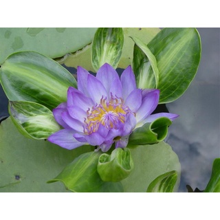 10 เมล็ด เมล็ดบัว สีม่วง นำเข้า บัวนอก สายพันธุ์เมล็ดบัว Waterlily Nymphaea Seeds