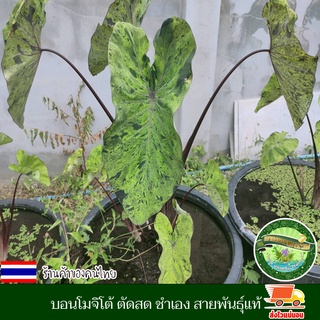 บอน บอนโมจิโต้ Colocasia Mojito โคโลคาเซีย โมจิโต้ สายพันธุ์แท้ ชำเอง ตัดสด ทุกวัน บอนด่าง ใบสีเขียว ใบลายสีดำตัด สวยดุ