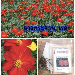 เมล็ดพันธุ์ ดอกดาวกระจายเรด cosmos red ดาวกระจายแดง ดาวกระจาย ✅ราคาถูก🪴ปลูกง่าย ดอกสวยมาก🔥ซื้อ10แถม1 คละได้🔥