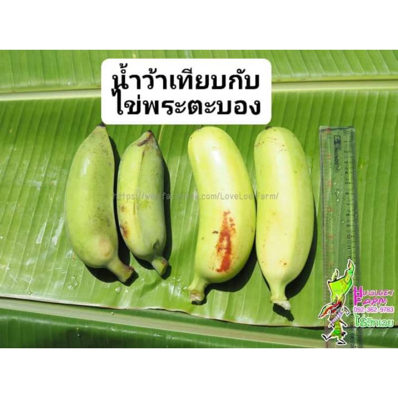 หน่อกล้วยไข่พระตะบอง กล้วยไข่ยักษ์