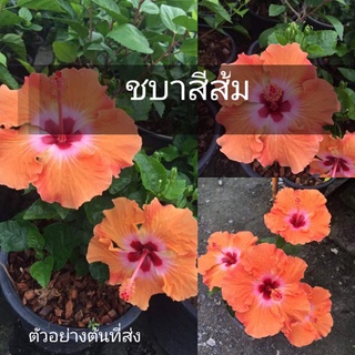 (1ต้น) ชบา ดอกสีส้มดอกใหญ่ 🏡 ทองอนันต์