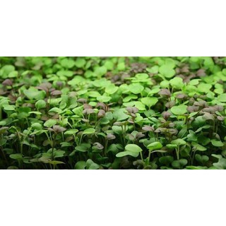 เมล็ดไมโครกรีน Red Holy Basil Microgreen จำนวน 1000 เมล็ด