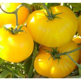 เมล็ดพันธุ์ มะเขือเทศ แบรนดี้ไวน์สีเหลือง (Yellow Brandywine Tomato Seed) บรรจุ 30 เมล็ด คุณภาพดี ราคาถูก ของแท้ 100%