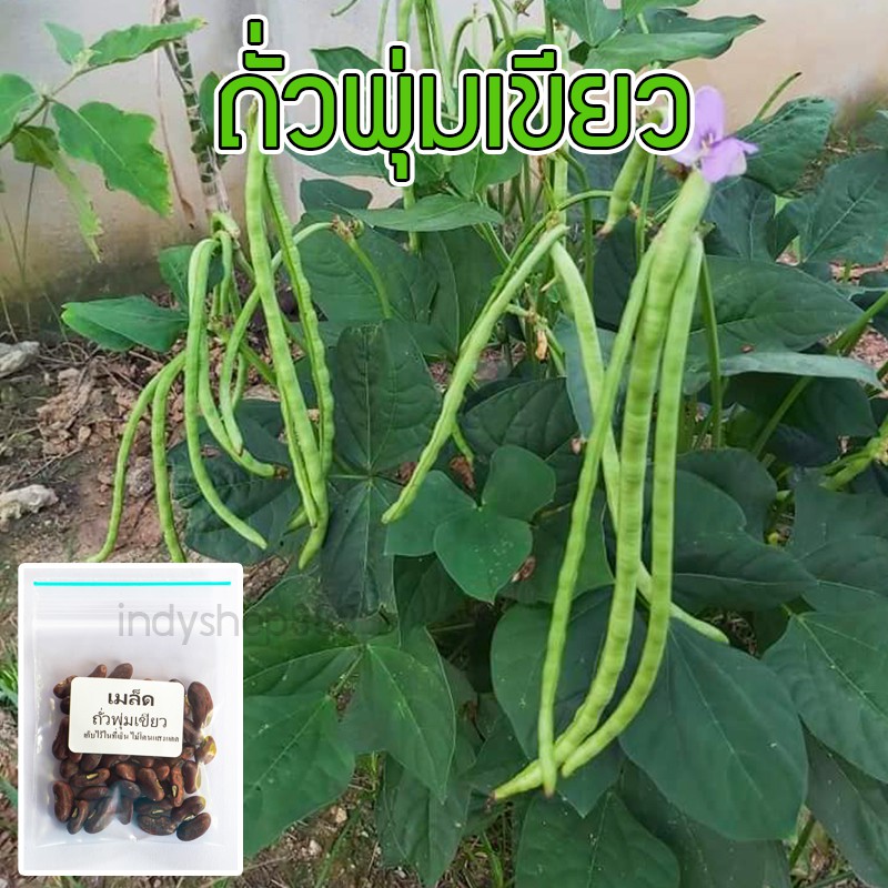 เมล็ดพันธุ์ถั่วพุ่มเขียว ถั่วฝักยาวไร้ค้าง ป็นพืชที่ปลูกง่าย โตเร็ว  [10 แถม 1 คละได้]