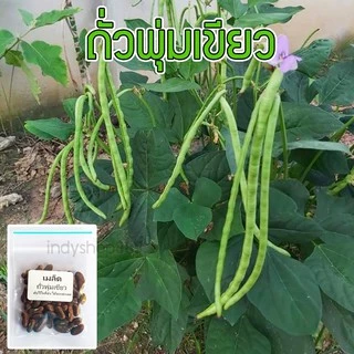 เมล็ดพันธุ์ ถั่วฝักยาวเตี้ยไร้ค้าง ถั่วพุ่ม 150 เมล็ด ปลูกง่าย ชอบแดด ดูแลง่าย เหมาะกับมือใหม่ (ซื้อ 10 แถม 1)