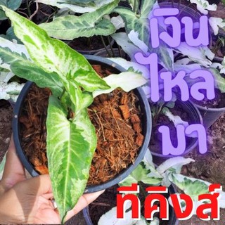 1 ต้น เงินไหลมาทรีคิง Syngonium Three King เงินไหลมา ไม้ฟอกอากาศ ส่งพร้อมกระถาง