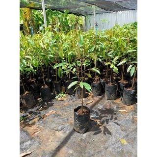 ต้นทุเรียนหมอนทอง 80-90cm ++❗️ ทรงกระโดงถุงใหญ่ ทรงกิ่งข้าง 1 ออเดอร์มากสุดได้แค่ 5 ต้นนะคะ