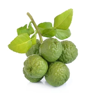 มะกรูดตัดใบ เมล็ดพันธุ์มะกรูดหอม ลูกดก โตไว ใบหอม [ซื้อ 10 แถม 1 คละได้]