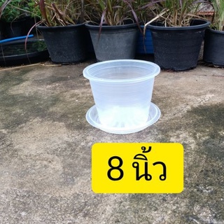 กระถางพลาสติก 8 นิ้วใส แบบมีจานและกระถางเปล่า